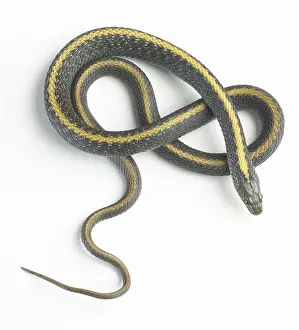 Curled Prints: Santa Cruz garter snake (Thamnophis atratus)
