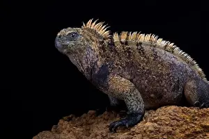 Island Endemic Prints: Santa Cruz marine iguana (Amblyrhynchus cristatus hassi)