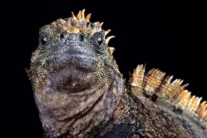 Island Endemic Prints: Santa Cruz marine iguana (Amblyrhynchus cristatus hassi)