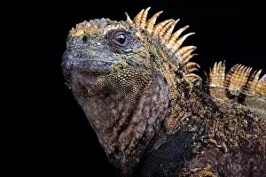 Island Endemic Prints: Santa Cruz marine iguana (Amblyrhynchus cristatus hassi)