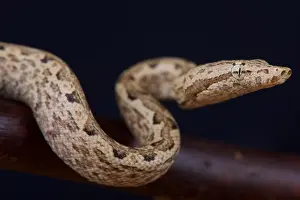 Solomon Island Prints: Santa Isabella ground boa / Candoia carinata paulsoni santa isabella