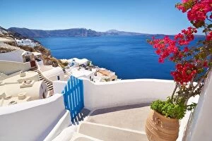 Images Dated 27th June 2011: Santorini landscape with blooming flowers in Oia Town, Santorini Island, Cyclades, Greece