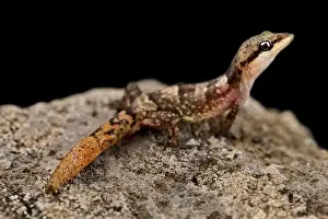 Gecko Prints: Sao Nicolau leaf-toed gecko (Hemidactylus nicolauensis)