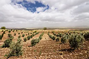 Anatolia Prints: Sapling Olive trees in Gobekli Tepe, Sanliurfa, Southeast Turkey
