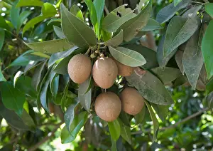 Tropical Fruit Prints: Sapodillas fruits on sapodilla evergreen tree, known in India as chikoo fruit tree