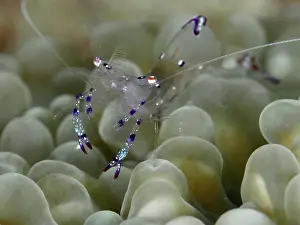 Dive Site Prints: Saravati anemone partner shrimp (Ancylomenes sarasvati)