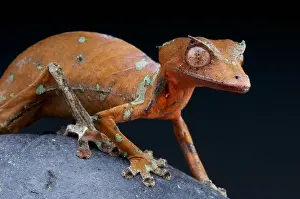 Iucn Red List Prints: Satanic leaf-tailed gecko / Uroplatus phantasticus