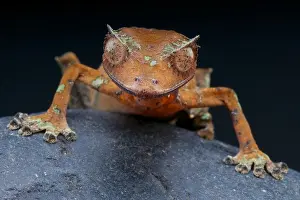 Iucn Red List Prints: Satanic leaf-tailed gecko / Uroplatus phantasticus