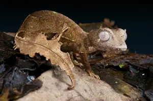 Satanic leaf-tailed gecko / Uroplatus phantasticus
