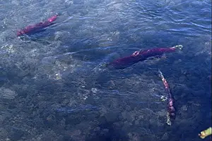 Savage Prints: Three savage salmons migrating to their birthplace for reproduction in the Kenai river