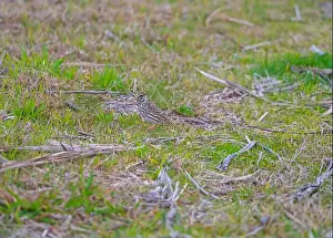 South Carolina Prints: A Savannah Sparrow in the Wetland Grass in the Santee Coastal Reserve in South Carolina