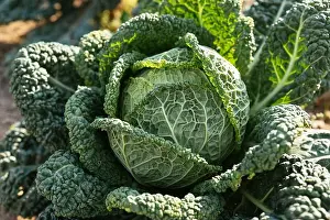 Kitchen Garden Prints: Savoy cabbage in a vegetable garden