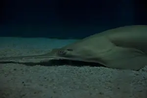 Fishy Prints: Sawfish on the sand in an aquarium tank seen up close