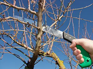 Kitchen Garden Prints: Sawing and almond tree branch