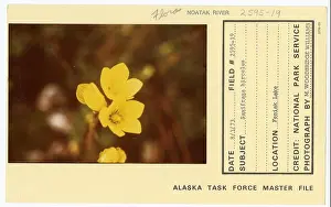 Conditions Prints: Saxifraga hirculus. Alaska Task Force Photographs