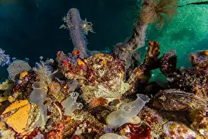 Puget Sound Prints: Scallop shell, Chain Tunicate, Pacific Transparent Sea Squirt