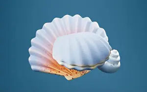 Empty Shell Prints: Scallop shell and spiral shell with cartoon style, 3d rendering. 3D illustration