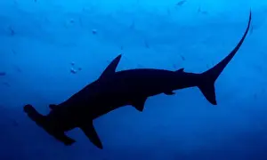 Hammerhead Prints: Scalloped Hammerhead Silouette