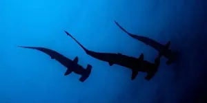 Hammerhead Prints: Scalloped Hammerhead Silouette