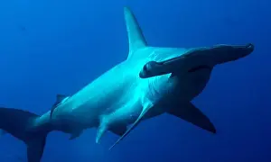 Hammerhead Prints: Scalloped Hammerhead Silouette