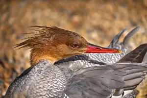 Parental Prints: Scaly-breasted Merganser, Mergus squamatus
