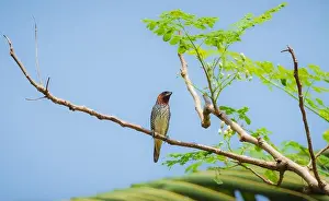 Subcontinent Prints: Scaly breasted munia bird perched on a tree branch against clear blue skies