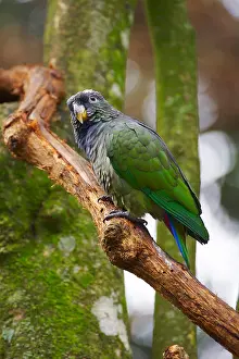 Iguassu Prints: Scaly-headed Parrot on branch / Pionus maximiliani