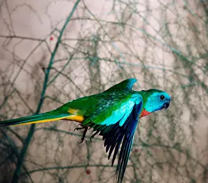Parrot Prints: Scarlet-chested Parrot