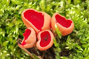 Fungi Prints: Scarlet elf-cup on dead looftak with mosses