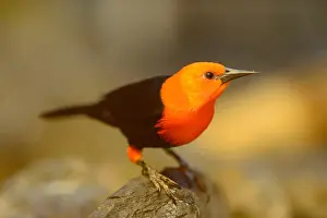 Blackbird Prints: Scarlet-headed Blackbird (Amblytamphus holosericeus), sitting on a stone