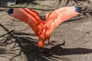 South African Prints: Scarlet Ibis bird spreading wings at bird park
