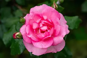 Summer Garden Prints: Scarlet rosebud in the garden, view from above, close-up