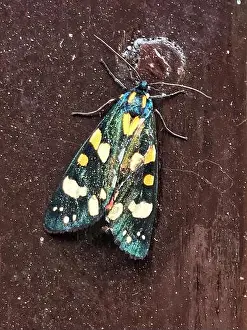 Stockimo Prints: Scarlet Tiger Moth on a wooden post. Seen in Worcester, Worcestershire, England