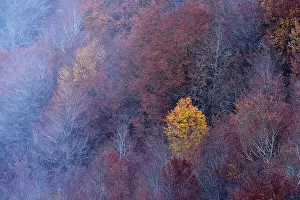 Vegetate Prints: Scenic aerial view of deciduous woods with colorful trees growing on slope in fall