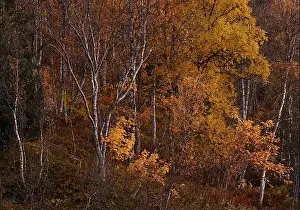 Scenic aerial view of deciduous woods with colorful trees growing on slope in fall