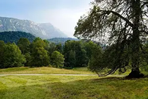 Bavarian Alps Prints: scenic alpine panorama with a large fir tree and the Bavarian Alps surrounded by the woods in late summer (Ettal)
