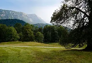 Bavarian Alps Prints: scenic alpine panorama with a large fir tree and the Bavarian Alps surrounded by the woods in late summer (Ettal)