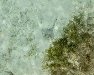 Maldives Island Prints: Scenic amazing flight over stingray in the ocean in the Maldives