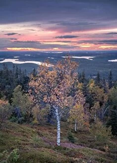 Images Dated 14th September 2018: Scenic and colorful landscape view with fall colors at calm autumn evening in Lapland, Finland