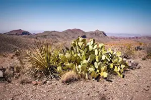 Hardy Prints: Scenic desert landscape and flora in the Big Bend National Park, Texas