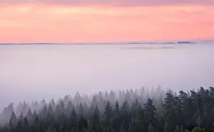 Scenic foggy landscape with mood forest at summer morning at National park, Finland. High angle aerial view