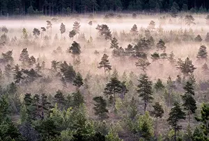Scenic foggy landscape with mood forest at summer morning at Torronsuo national park, Finland. High angle aerial view
