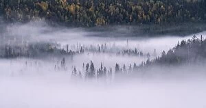 Images Dated 14th September 2018: Scenic forest landscape with fog and misty mood at autumn morning in Finland