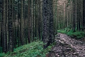 Images Dated 21st July 2018: Scenic forest view with idyllic path after rain at summer morning in Tatra mountains, Poland
