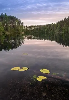 Standing Water Prints: Scenic lake landscape with bright water and evening light at summer in Loppi, Finland