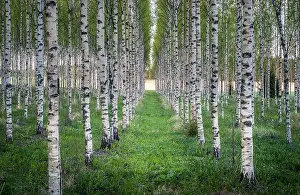 Scenic landscape with many birch trees at summer evening in Finland
