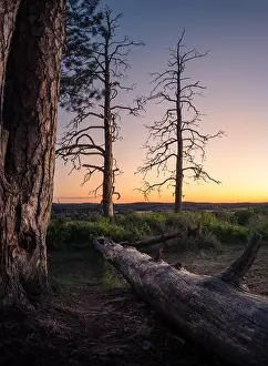 Scenic landscape with fallen tree trunk at peaceful evening