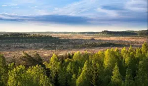 Scenic landscape with morning light at swamp in National Park, Torronsuo, Finland