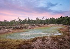 Images Dated 4th June 2017: Scenic landscape at summer night in the swamp, National Park, Torronsuo, Finland