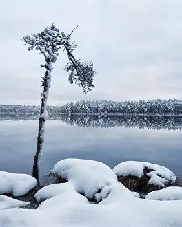 White River Prints: Scenic landscape with tree trunk and lake at winter evening in Finland